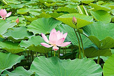 《冤罪执行游戏Yurukill》Steam发售 原声带15日上线